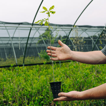 Image of Nuttall oak tree seedlings.